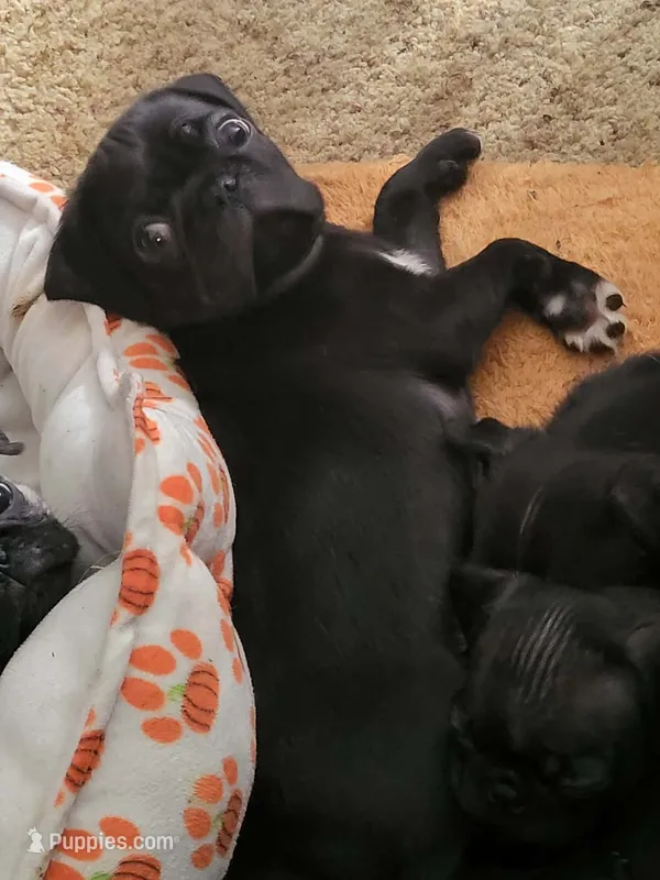 Big boy – Pug puppy for sale in Mechanicsville, VA