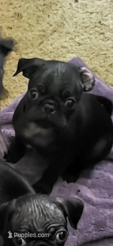 N/A – Pug puppy for sale in Mechanicsville, VA