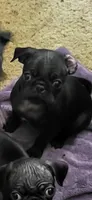 N/A, a female Pug for sale in Mechanicsville, VA – 1 of 1