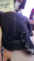 Tator, a male Pug for sale in Mechanicsville, VA – 4 of 4