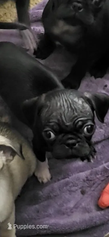N/A – Pug puppy for sale in Mechanicsville, VA