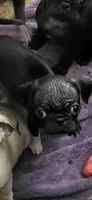 N/A, a female Pug for sale in Mechanicsville, VA – 1 of 1