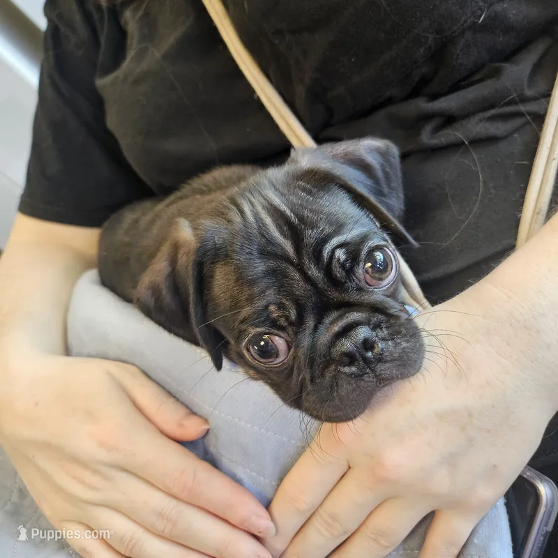 Big boy – Pug puppy for sale in Mechanicsville, VA