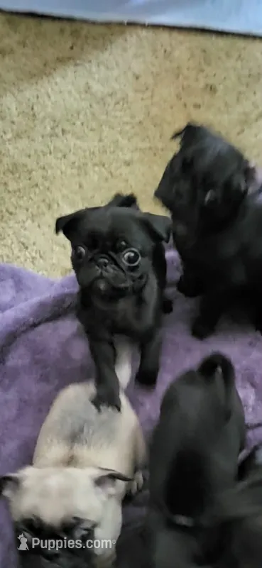 Munchin – Pug puppy for sale in Mechanicsville, VA