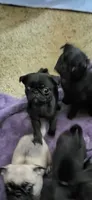 Munchin, a female Pug for sale in Mechanicsville, VA – 1 of 1