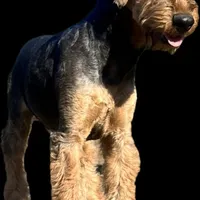 SINGER, a male Airedale Terrier for sale in Valdosta, GA – Photo 1 of 10