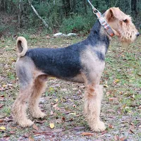 SINGER, a male Airedale Terrier for sale in Valdosta, GA – Photo 10 of 10