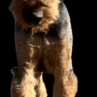 SINGER, a male Airedale Terrier for sale in Valdosta, GA – Photo 6 of 10