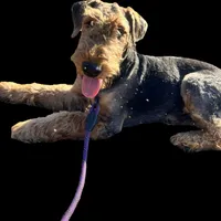 SINGER, a male Airedale Terrier for sale in Valdosta, GA – Photo 9 of 10