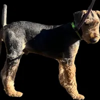 SINGER, a male Airedale Terrier for sale in Valdosta, GA – Photo 2 of 10