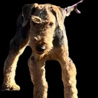 SINGER, a male Airedale Terrier for sale in Valdosta, GA – Photo 5 of 10