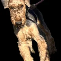 SINGER, a male Airedale Terrier for sale in Valdosta, GA – Photo 3 of 10