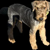 SINGER, a male Airedale Terrier for sale in Valdosta, GA – Photo 4 of 10