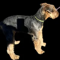SINGER, a male Airedale Terrier for sale in Valdosta, GA – Photo 8 of 10