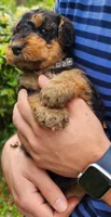 EnchantedAiredales - Tan, a male Airedale Terrier for sale in Valdosta, GA – Photo 2 of 10