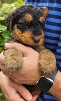 EnchantedAiredales - Tan, a male Airedale Terrier for sale in Valdosta, GA – Photo 7 of 10