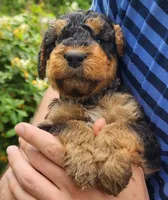 EnchantedAiredales - Tan, a male Airedale Terrier for sale in Valdosta, GA – Photo 1 of 10