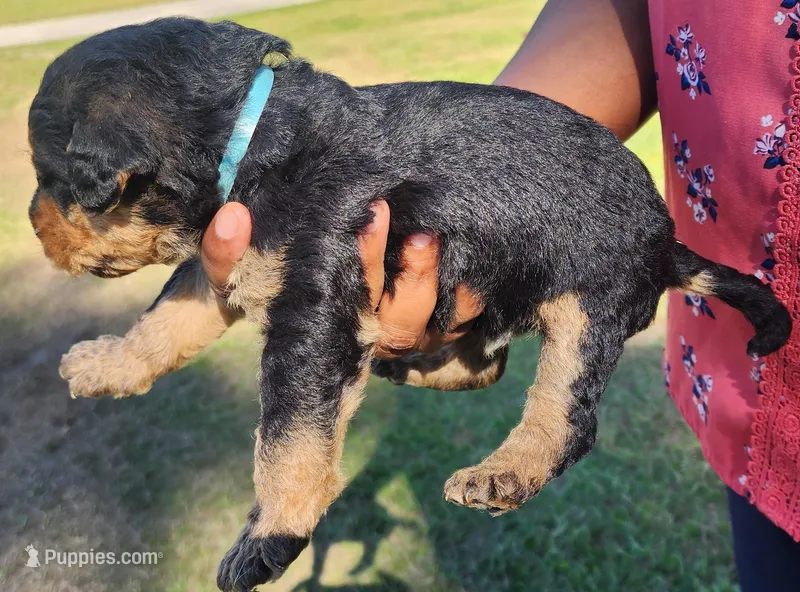 EnchantedAiredales - Light Blue – Airedale Terrier puppy for sale in Valdosta, GA