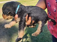 EnchantedAiredales - Light Blue, a male Airedale Terrier for sale in Valdosta, GA – Photo 1 of 6