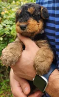 EnchantedAiredales - Tan, a male Airedale Terrier for sale in Valdosta, GA – Photo 5 of 10