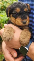 EnchantedAiredales - Tan, a male Airedale Terrier for sale in Valdosta, GA – Photo 3 of 10
