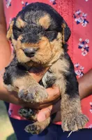 EnchantedAiredales - Light Blue, a male Airedale Terrier for sale in Valdosta, GA – Photo 4 of 6