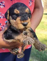 EnchantedAiredales - Light Blue, a male Airedale Terrier for sale in Valdosta, GA – Photo 5 of 6