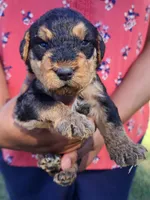 EnchantedAiredales - Light Blue, a male Airedale Terrier for sale in Valdosta, GA – Photo 6 of 6