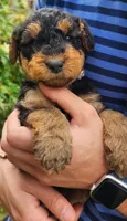 EnchantedAiredales - Tan, a male Airedale Terrier for sale in Valdosta, GA – Photo 6 of 10