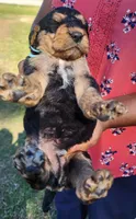 EnchantedAiredales - Light Blue, a male Airedale Terrier for sale in Valdosta, GA – Photo 2 of 6