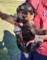 EnchantedAiredales - Orange, a male Airedale Terrier for sale in Valdosta, GA – Photo 5 of 5