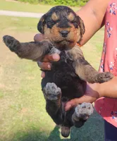 EnchantedAiredales - Orange, a male Airedale Terrier for sale in Valdosta, GA – Photo 3 of 5