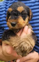 EnchantedAiredales - Orange, a male Airedale Terrier for sale in Valdosta, GA – 4 of 9