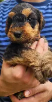 EnchantedAiredales - Orange, a male Airedale Terrier for sale in Valdosta, GA – 2 of 9