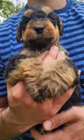 EnchantedAiredales - Orange, a male Airedale Terrier for sale in Valdosta, GA – 6 of 9