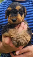 EnchantedAiredales - Orange, a male Airedale Terrier for sale in Valdosta, GA – 5 of 9
