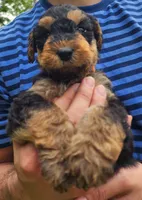 EnchantedAiredales - Orange, a male Airedale Terrier for sale in Valdosta, GA – 8 of 9