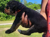 EnchantedAiredales - Orange, a male Airedale Terrier for sale in Valdosta, GA – Photo 1 of 5