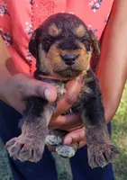 EnchantedAiredales - Orange, a male Airedale Terrier for sale in Valdosta, GA – Photo 4 of 5