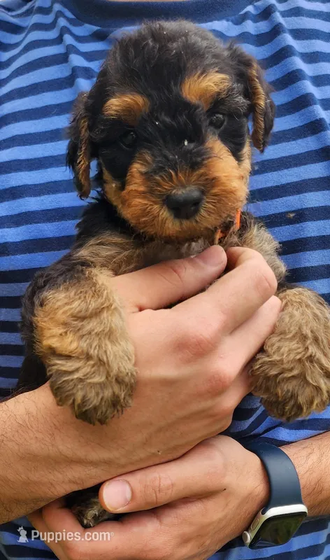 EnchantedAiredales - Orange – Airedale Terrier puppy for sale in Valdosta, GA
