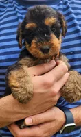 EnchantedAiredales - Orange, a male Airedale Terrier for sale in Valdosta, GA – 1 of 9