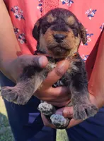 EnchantedAiredales - Orange, a male Airedale Terrier for sale in Valdosta, GA – Photo 2 of 5