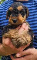 EnchantedAiredales - Orange, a male Airedale Terrier for sale in Valdosta, GA – 3 of 9