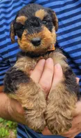 EnchantedAiredales - Orange, a male Airedale Terrier for sale in Valdosta, GA – 7 of 9