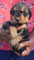 EnchantedAiredales - Light Pink, a female Airedale Terrier for sale in Valdosta, GA – Photo 4 of 7