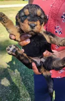 EnchantedAiredales - Light Pink, a female Airedale Terrier for sale in Valdosta, GA – Photo 6 of 7