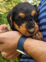 EnchantedAiredales - Turquoise, a female Airedale Terrier for sale in Valdosta, GA – Photo 5 of 7