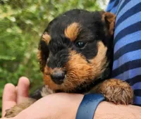 EnchantedAiredales - Turquoise, a female Airedale Terrier for sale in Valdosta, GA – Photo 6 of 7
