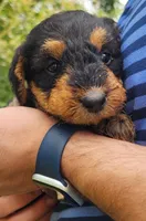 EnchantedAiredales - Turquoise, a female Airedale Terrier for sale in Valdosta, GA – Photo 3 of 7