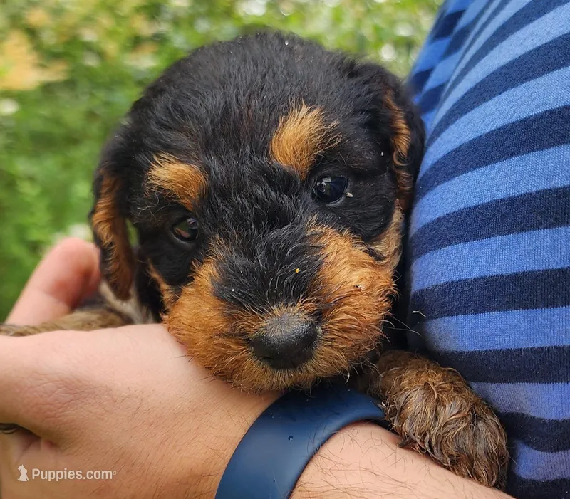 EnchantedAiredales - Turquoise – Airedale Terrier puppy for sale in Valdosta, GA